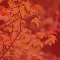 Hip Ambience for Serenity