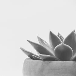 Sumptuous Backdrops for Deep Thoughts
