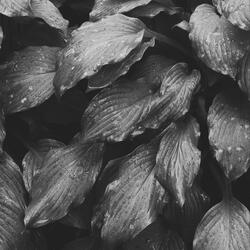 Subtle Quiet Tranquility