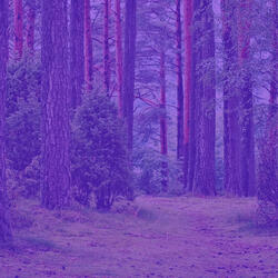 Romantic Inner Peace