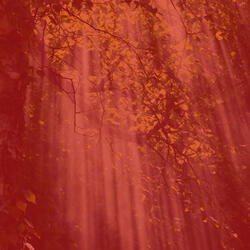 Distinguished Ambience for Quiet Tranquility