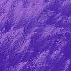 Background for Mental Health