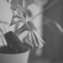 Bright Backdrops for Deep Focus