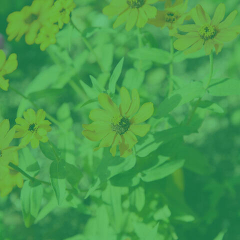 Exquisite Bgm for Mental Health