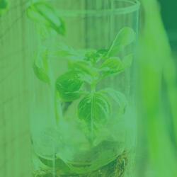 Sublime Ambiance for Quiet Tranquility