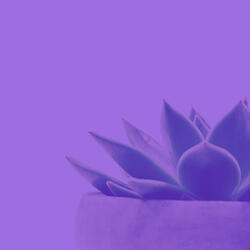 Pulsating Quiet Tranquility