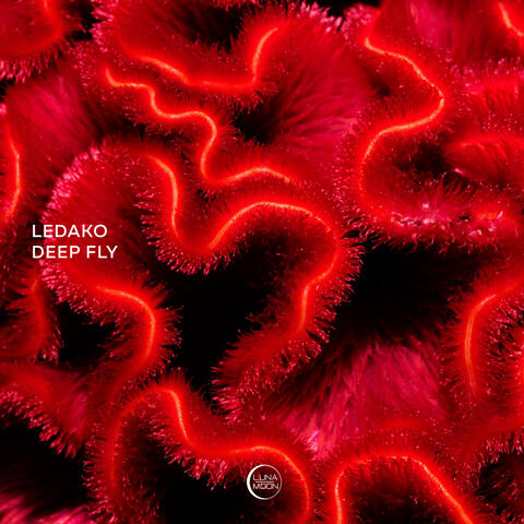 Deep Fly