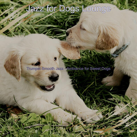 Trumpet Smooth Jazz - Ambiance for Sweet Dogs
