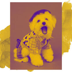 High-class Moods for Calming Your Puppy