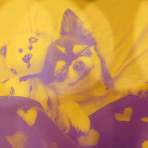 Easy Listening Guitar Solo - Background for Stressed Out Dogs