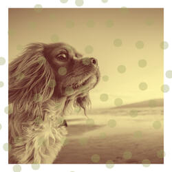 Swanky Moods for Calming Your Puppy
