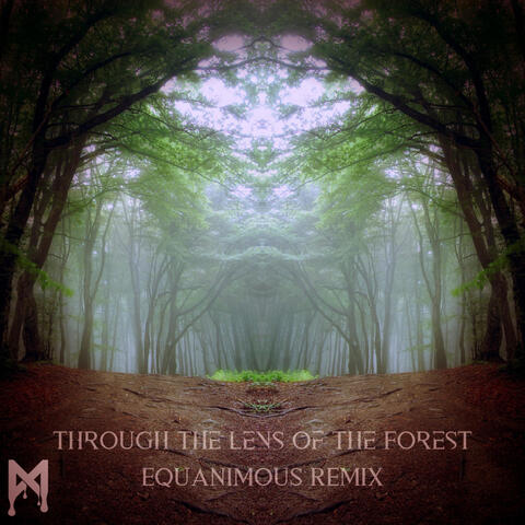 Through the Lens of the Forest
