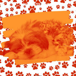 Pulsating Ambiance for Relaxing Puppies