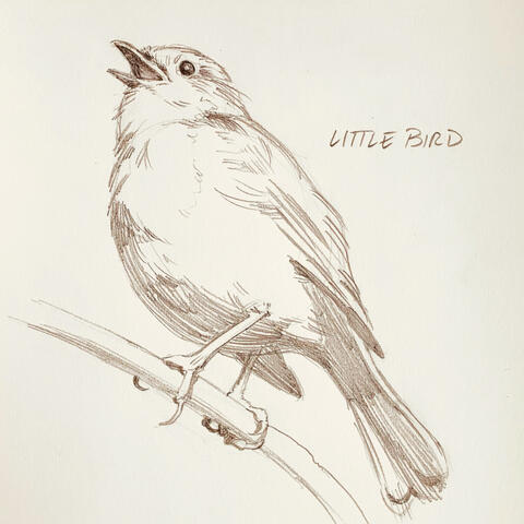 Little Bird