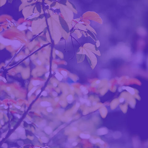 Pleasant - Tranquility