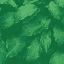 Entertaining (Relaxation)