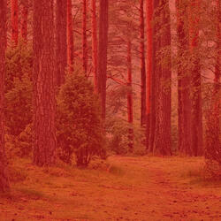 Paradise Like (Tranquility)