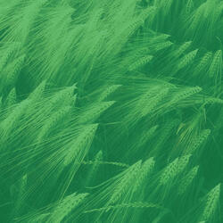 Simplistic (Resting)