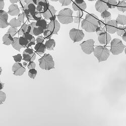 Tranquility (Dreams)
