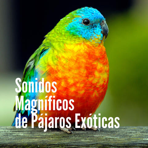 Sonidos Magníficos de Pájaros Exóticas