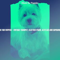 Magical Backdrops for Relaxing Pups