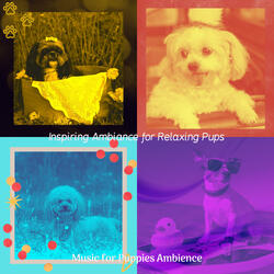 Paradise Like Moods for Calming Your Puppy