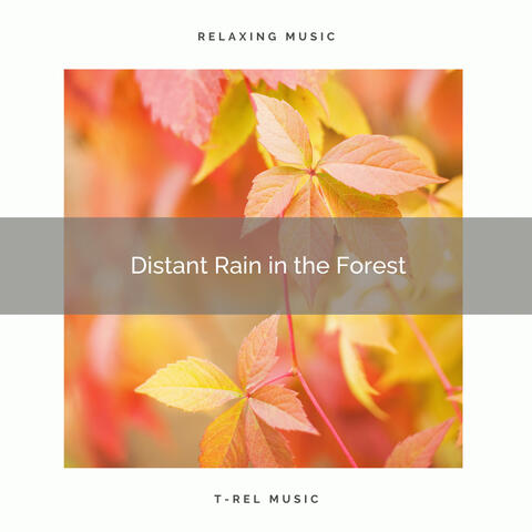 ! ! ! ! ! ! ! ! Distant Rain in the Forest