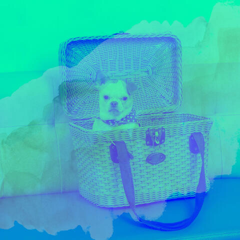 Spacious Music for Resting Pups - Acoustic Guitar