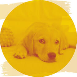 Friendly Backdrops for Dog Training