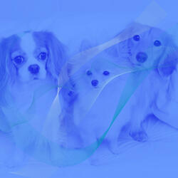 Background for Doggy Naptime