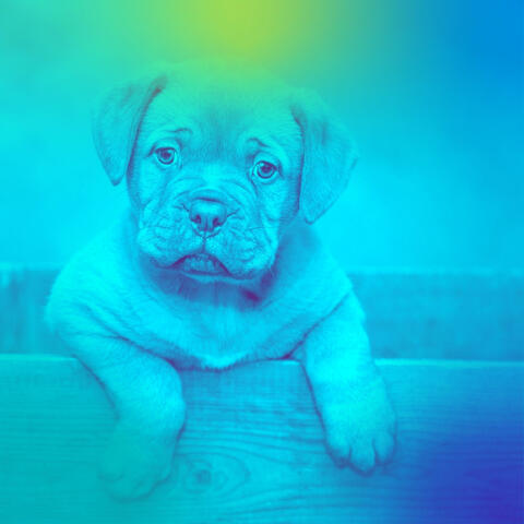 Music for Calming Your Dog - Acoustic Guitar