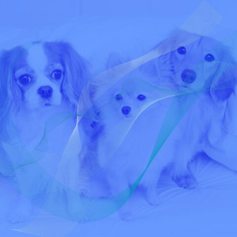 Harp Music - Background Music for Dog Walking