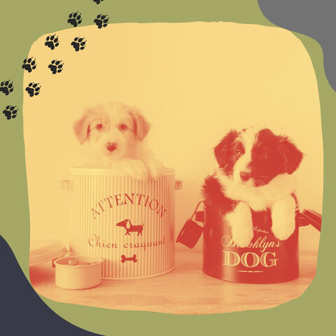 Hip Ambiance for Dog Training