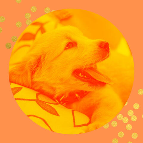 Subdued Background Music for Dog Training
