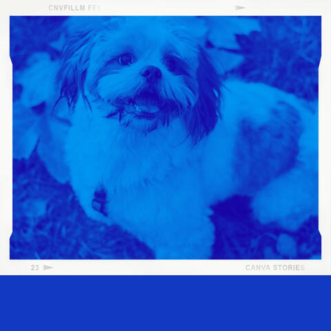 Scintillating Music for Doggy Naptime - Acoustic Guitar