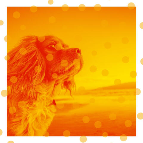 Music for Doggy Naptime - Cultured Acoustic Guitar
