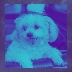 Background for Resting Pups