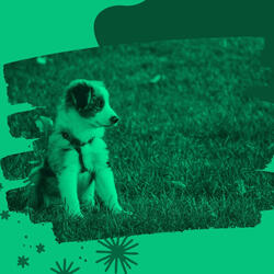 Atmospheric Music for Dog Walking