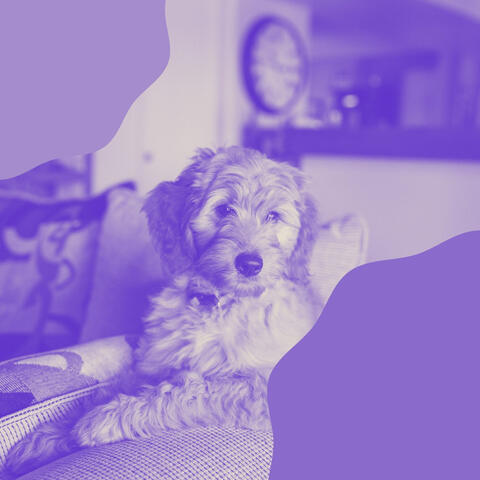 Music for Doggy Naptime - Happening Acoustic Guitar