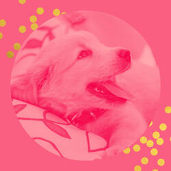 Atmospheric Music for Dog Walking