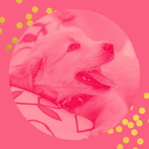 Feelings for Calming Your Dog