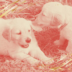 Mind-blowing Dog Training