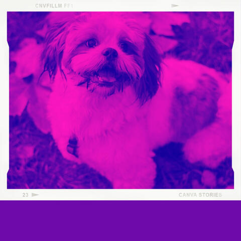 Bubbly Music for Doggy Naptime - Acoustic Guitar