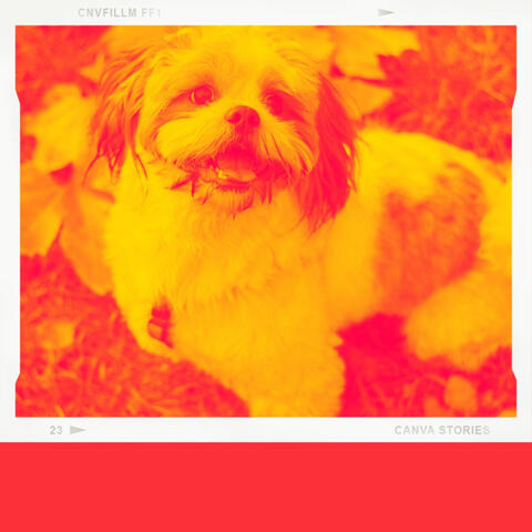 Acoustic Guitar Solo (Music for Dog Training)