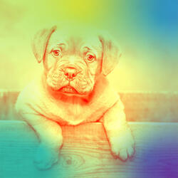 Smooth Ambience for Resting Pups