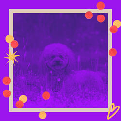 Deluxe Moods for Calming Your Dog