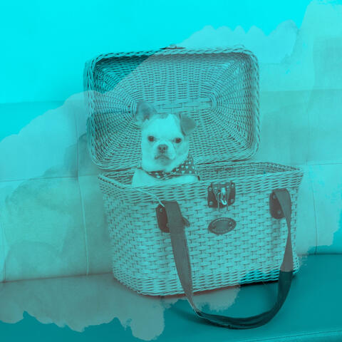 Music for Resting Pups (Acoustic Guitar)