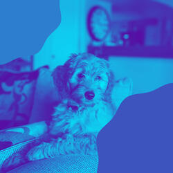 Serene Moods for Resting Pups