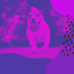 Cultivated Doggy Anxiety