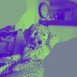 Background for Dog Training